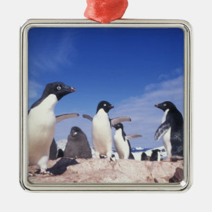 Antarctica, Adelie Penguin Pygoscelis Metal Ornament