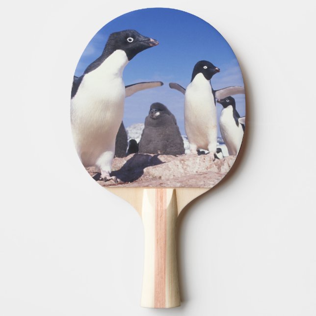 Antarctica, Adelie Penguin Pygoscelis Ping Pong Paddle (Front)