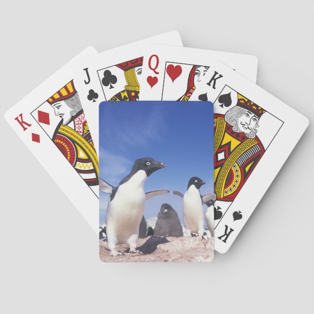 Antarctica, Adelie Penguin Pygoscelis Playing Cards (Back)