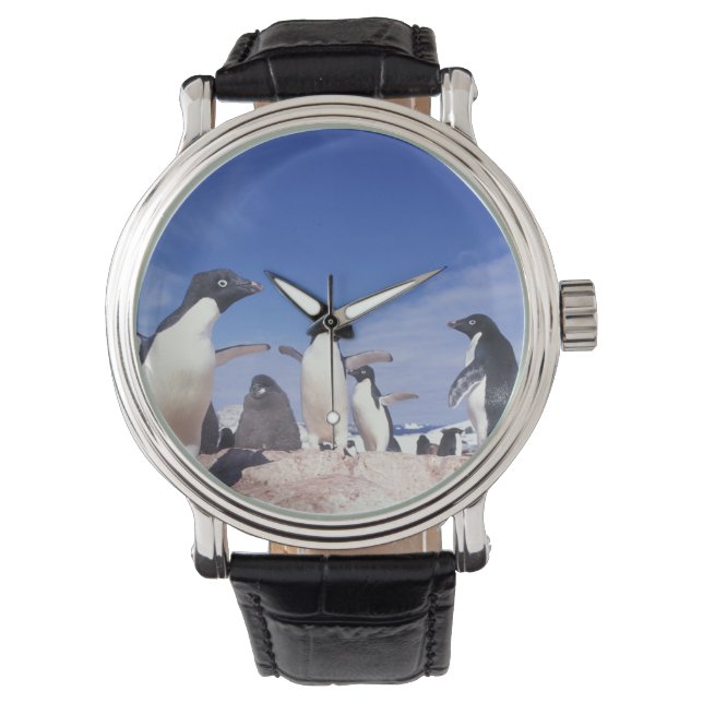 Antarctica, Adelie Penguin Pygoscelis Watch (Front)