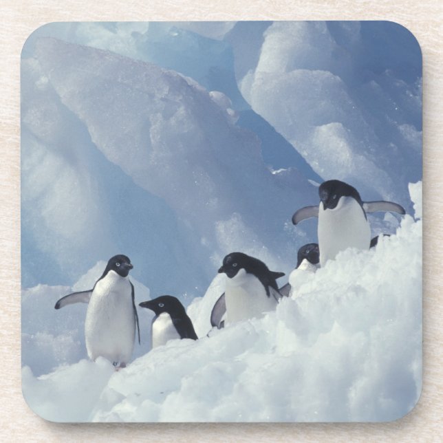 Antarctica. Adelie penguins Coaster (Front)