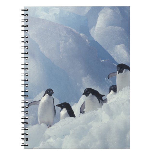 Antarctica. Adelie penguins Notebook (Front)