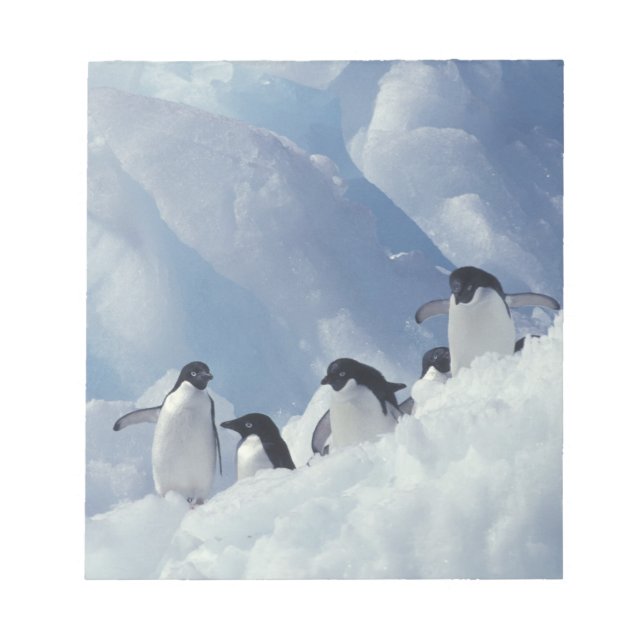 Antarctica. Adelie penguins Notepad (Front)
