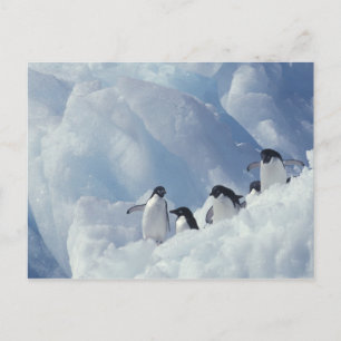 Antarctica. Adelie penguins Postcard