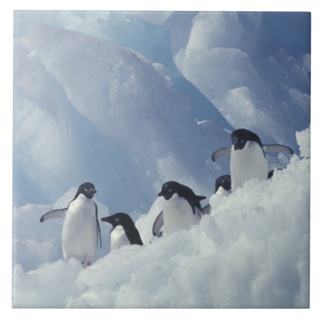 Antarctica. Adelie penguins Tile (Front)