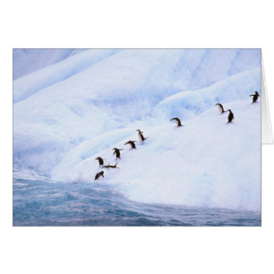 Antarctica, Antarctic Peninsula. Chinstrap
