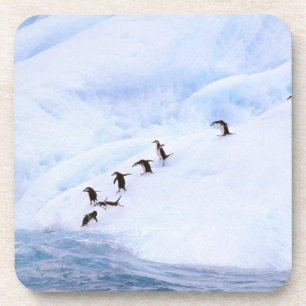 Antarctica, Antarctic Peninsula. Chinstrap Coaster
