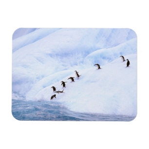 Antarctica, Antarctic Peninsula. Chinstrap Magnet