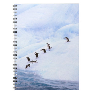 Antarctica, Antarctic Peninsula. Chinstrap Notebook