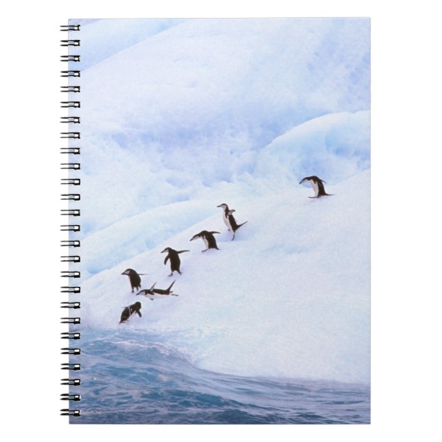 Antarctica, Antarctic Peninsula. Chinstrap Notebook (Front)