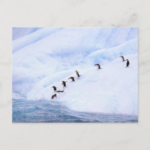Antarctica, Antarctic Peninsula. Chinstrap Postcard