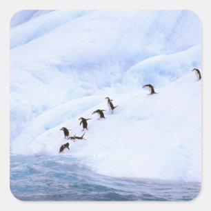 Antarctica, Antarctic Peninsula. Chinstrap Square Sticker