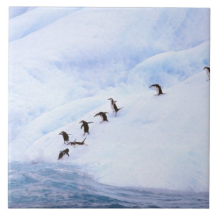 Antarctica, Antarctic Peninsula. Chinstrap Tile