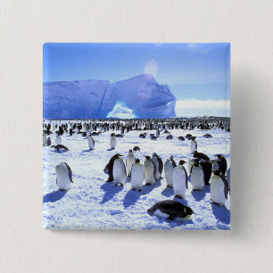 Antarctica, Antarctic Peninsula, Weddell Sea, 5 2 Inch Square Button