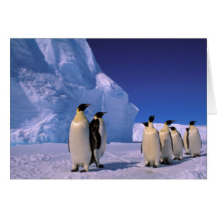 Antarctica, Australian Antarctic Territory, 7