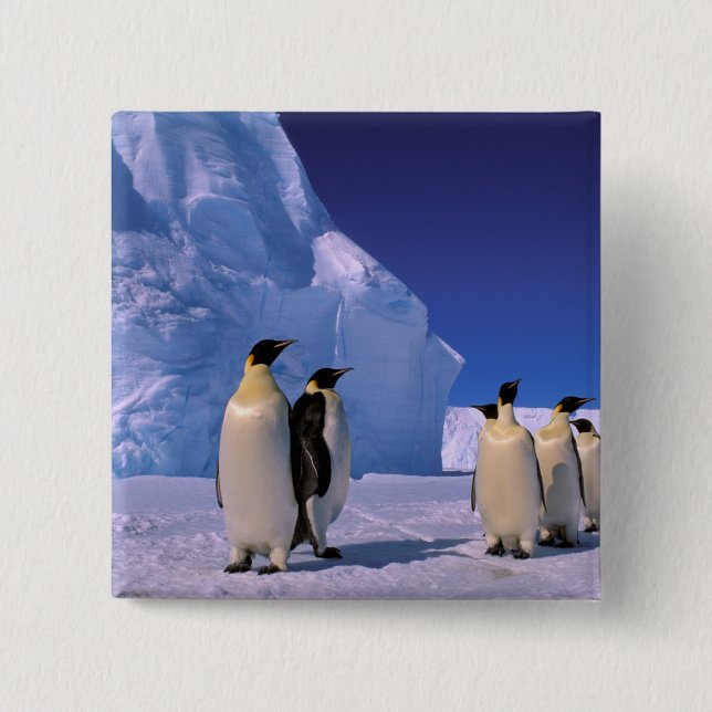 Antarctica, Australian Antarctic Territory, 7 2 Inch Square Button (Front)