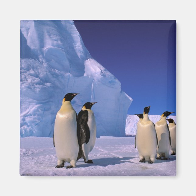 Antarctica, Australian Antarctic Territory, 7 Magnet (Front)