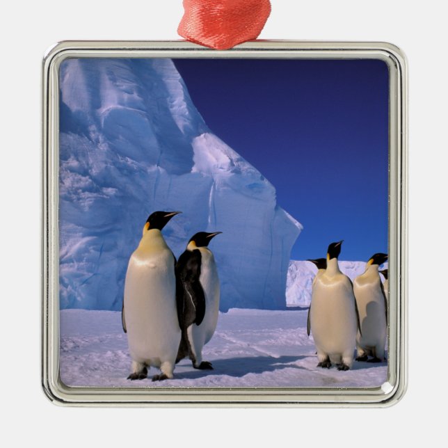 Antarctica, Australian Antarctic Territory, 7 Metal Ornament (Front)