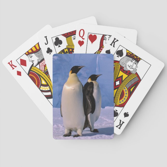 Antarctica, Australian Antarctic Territory, 7 Playing Cards (Back)