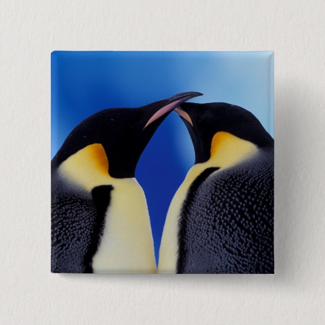 Antarctica, Emperor Penguins 2 Inch Square Button (Front)