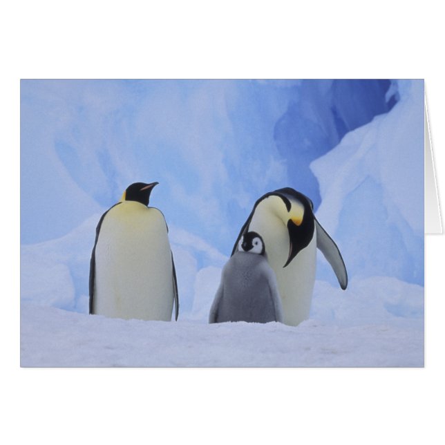 Antarctica. Emperor penguins and chick (Front Horizontal)