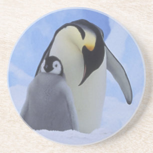 Antarctica. Emperor penguins and chick Coaster