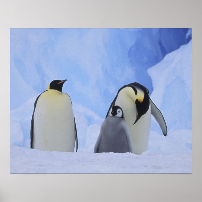 Antarctica. Emperor penguins and chick Poster (Front)