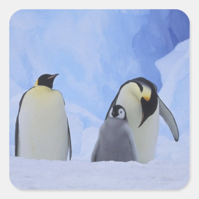 Antarctica. Emperor penguins and chick Square Sticker (Front)