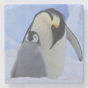 Antarctica. Emperor penguins and chick Stone Coaster