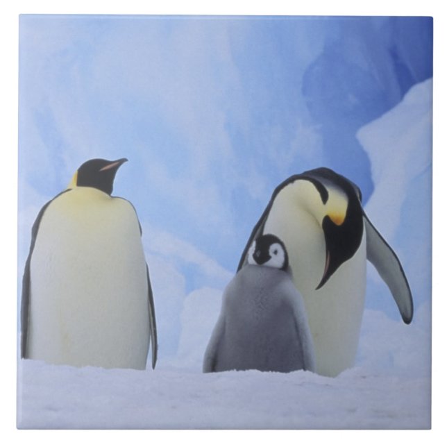 Antarctica. Emperor penguins and chick Tile (Front)