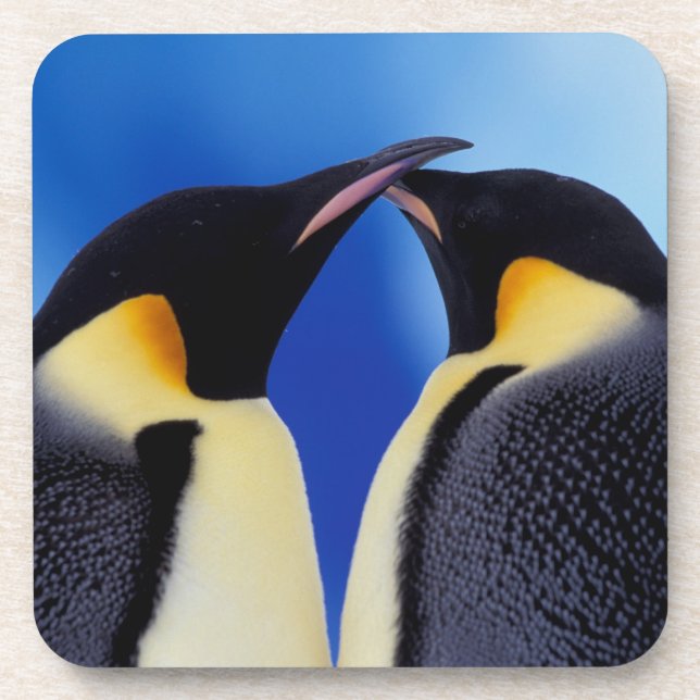 Antarctica, Emperor Penguins Coaster (Front)