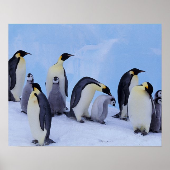 Antarctica, Emporer Penguin ((Aptenodytes Poster (Front)