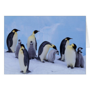 Antarctica, Emporer Penguins