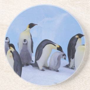 Antarctica, Emporer Penguins Coaster