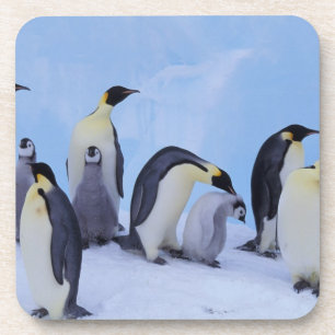 Antarctica, Emporer Penguins Coaster