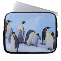 Antarctica, Emporer Penguins