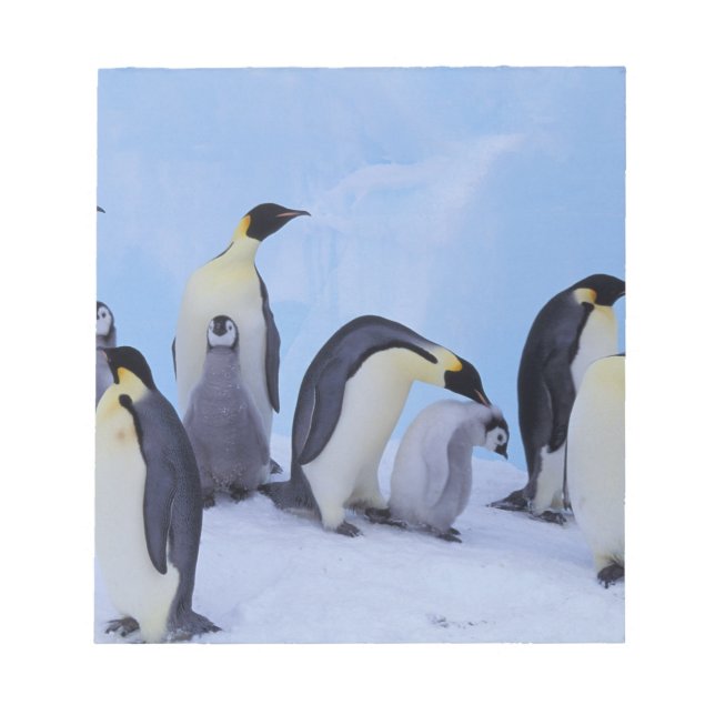 Antarctica, Emporer Penguins Notepad (Front)
