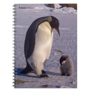 Antarctica Mother penguin caresses baby  Notebook