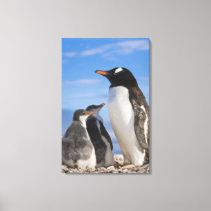 Antarctica, Neko Cove (Harbour). Gentoo penguin 2 Canvas Print