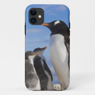 Antarctica, Neko Cove (Harbour). Gentoo penguin 2 iPhone 11 Case