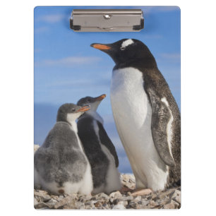 Antarctica, Neko Cove (Harbour). Gentoo penguin 2 Clipboard