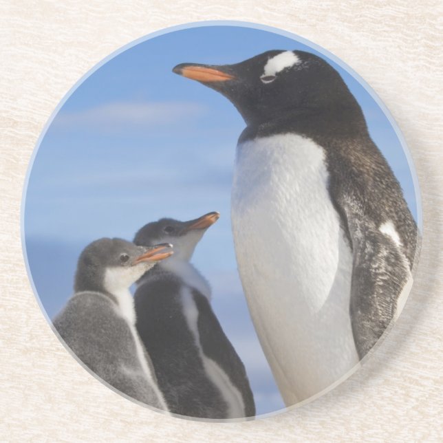Antarctica, Neko Cove (Harbour). Gentoo penguin 2 Coaster (Front)