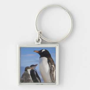 Antarctica, Neko Cove (Harbour). Gentoo penguin 2 Keychain
