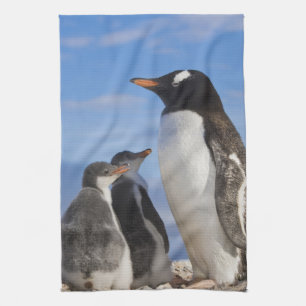 Antarctica, Neko Cove (Harbour). Gentoo penguin 2 Kitchen Towel