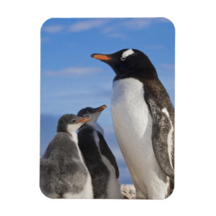 Antarctica, Neko Cove (Harbour). Gentoo penguin 2 Magnet