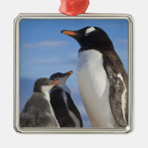 Antarctica, Neko Cove (Harbour). Gentoo penguin 2 Metal Ornament