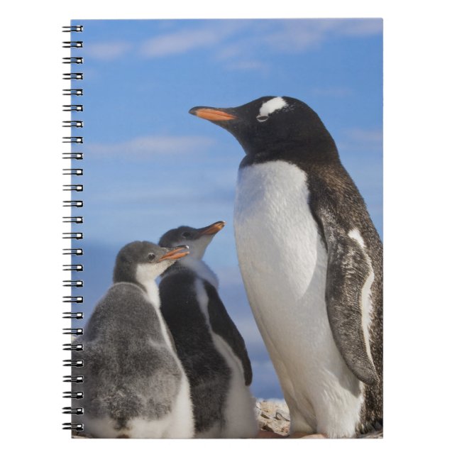 Antarctica, Neko Cove (Harbour). Gentoo penguin 2 Notebook (Front)