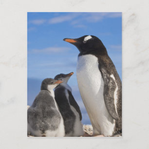 Antarctica, Neko Cove (Harbour). Gentoo penguin 2 Postcard