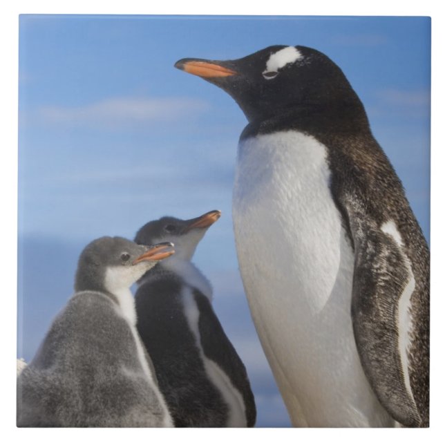 Antarctica, Neko Cove (Harbour). Gentoo penguin 2 Tile (Front)