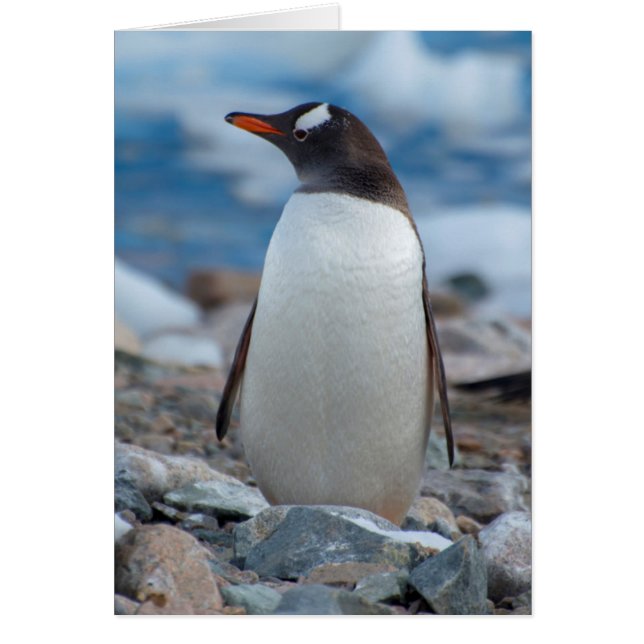 Antarctica. Neko Harbour. Gentoo Penguin (Front)